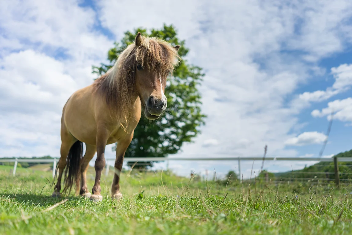 Elegius Mini Equine Sanctuary Attains GFAS Accreditation