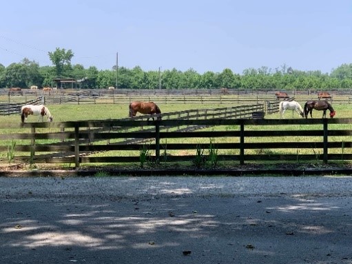 Diamonds in the Rough Rescue Achieves GFAS Accreditation