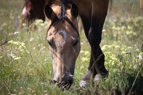 Sanctuary Horses is the First Equine Sanctuary to Become GFAS Accredited in Wyoming