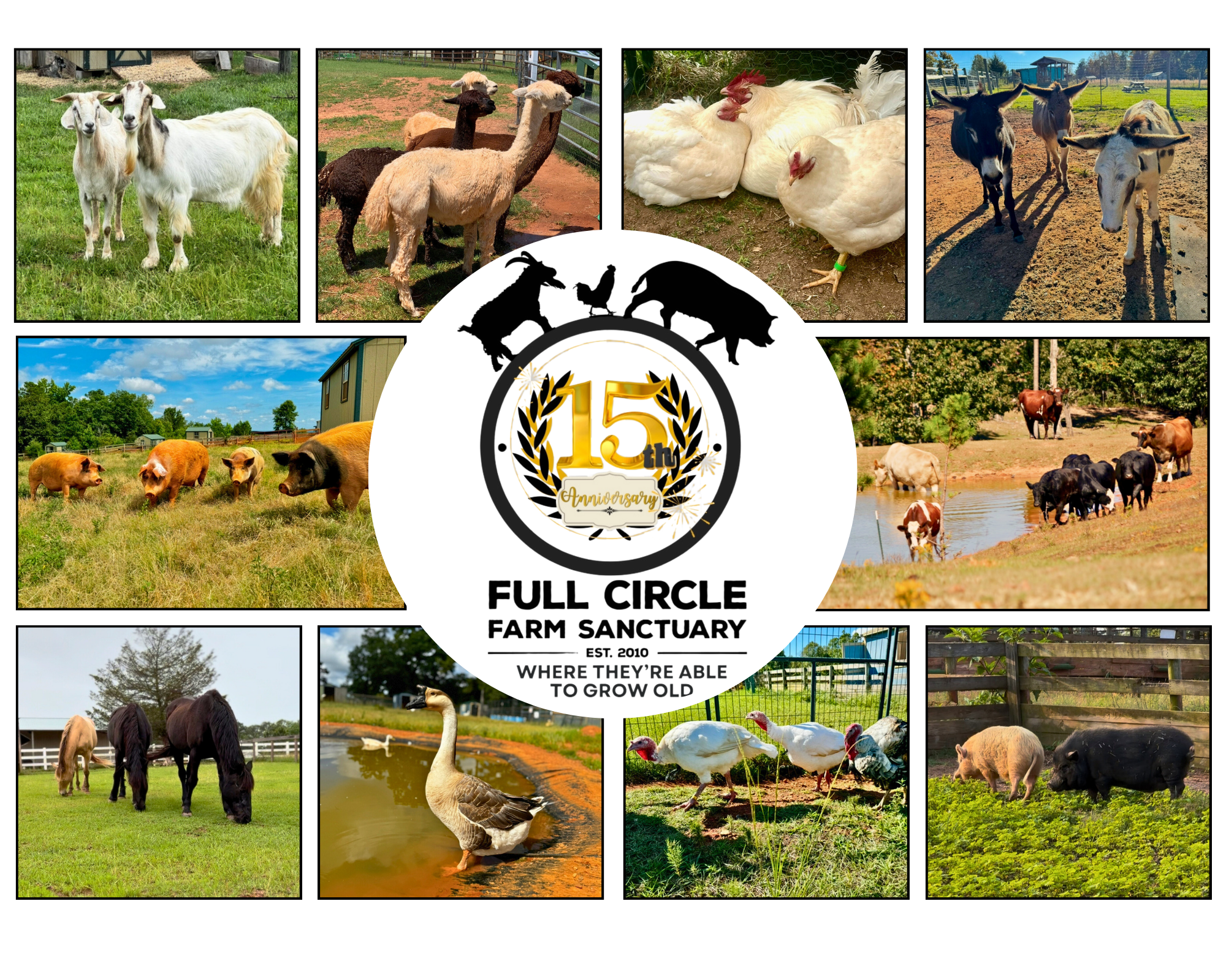 Full Circle Farm Sanctuary Becomes First Farm Sanctuary Accredited by the Global Federation of Animal Sanctuaries in Georgia