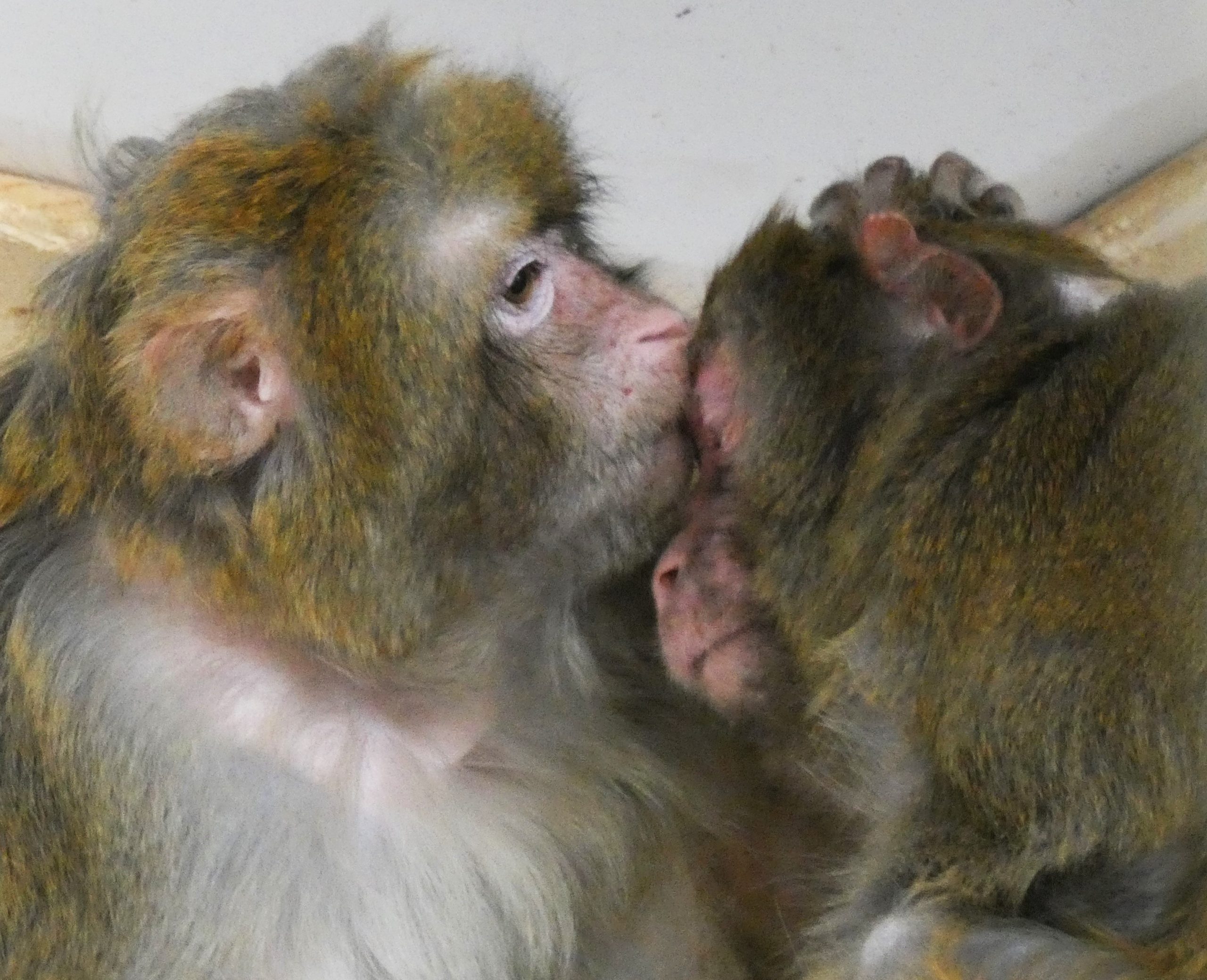 Story Book Farm Primate Sanctuary of Ontario, Canada is Verified by Global Federation of Animal Sanctuaries