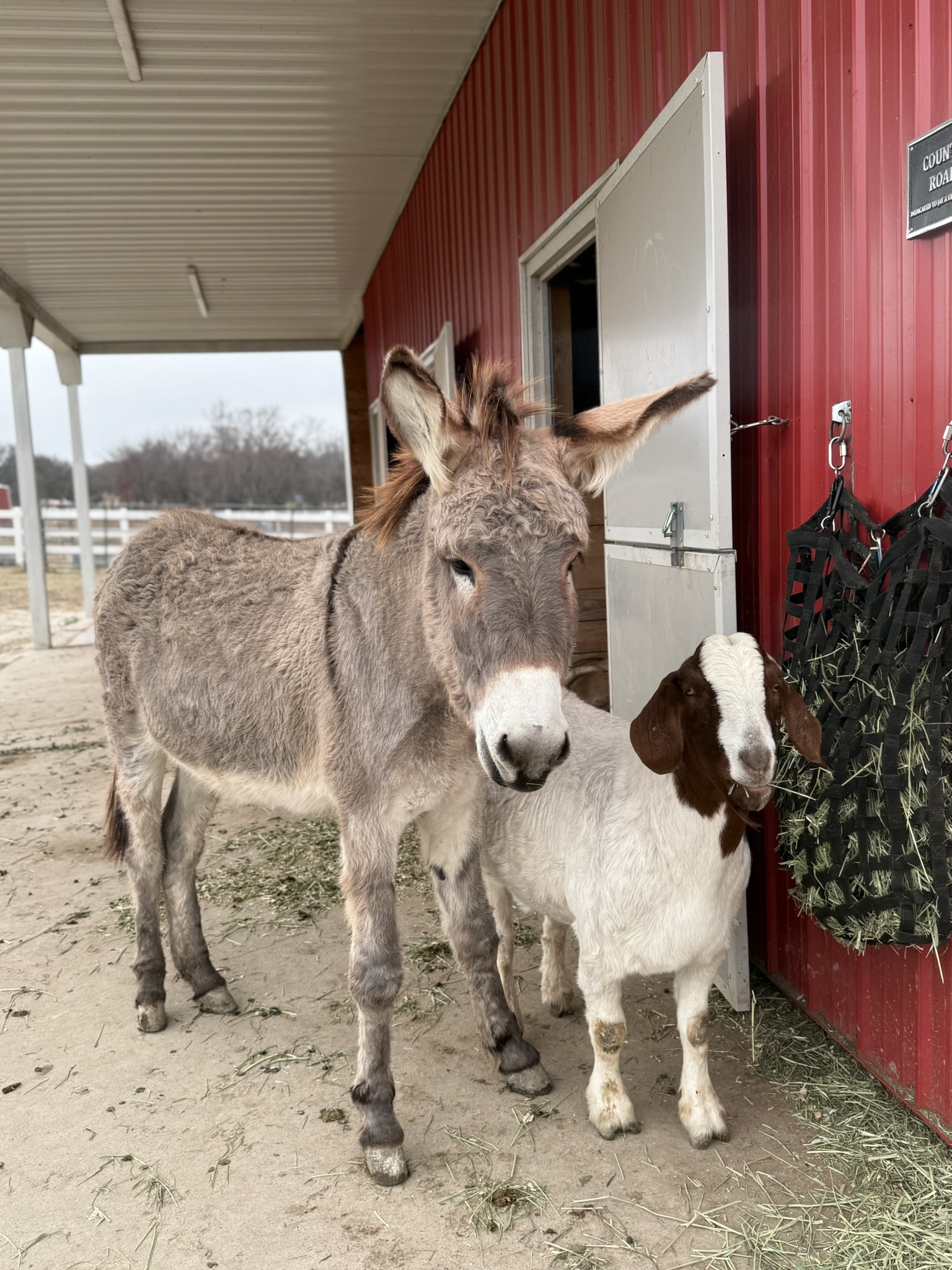 FarmHouse Fresh Animal Sanctuary is Verified by the Global Federation of Animal Sanctuaries