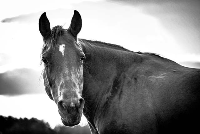 Let’s Congratulate Parsons Animal Rescue on Achieving GFAS Accreditation