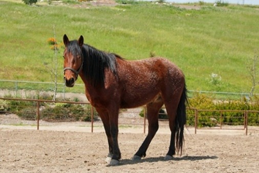 Free Rein Foundation Attains GFAS Accreditation