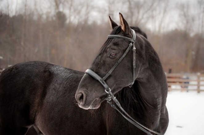 Horses’ Haven Attains GFAS Accreditation