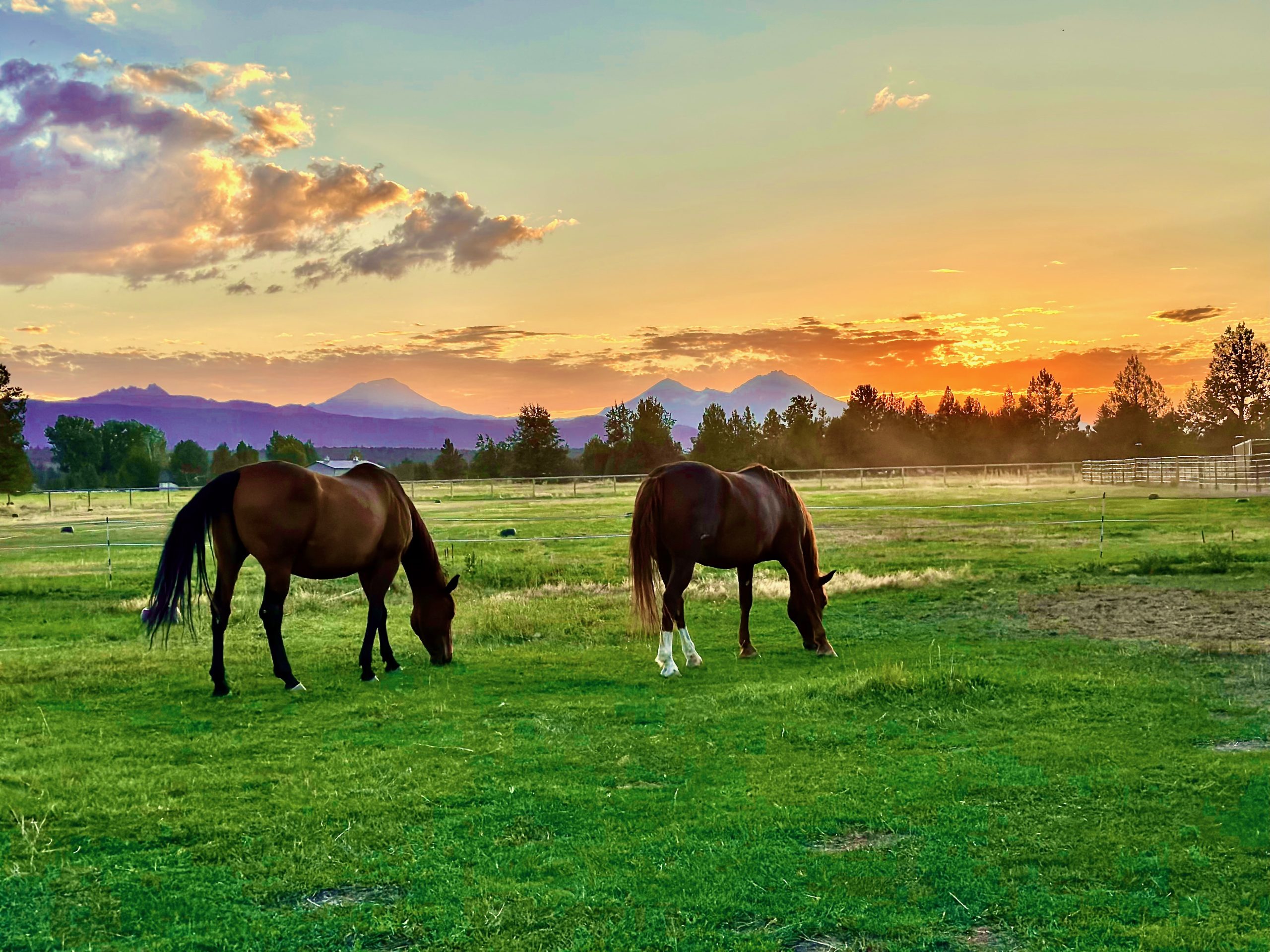 Happy Trails Horse Rescue Achieves GFAS Accreditation